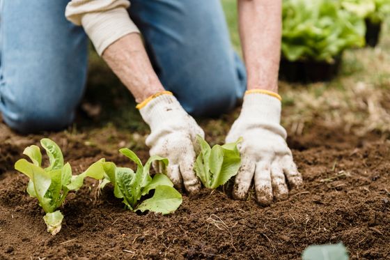 Hands planting seedlings in soil