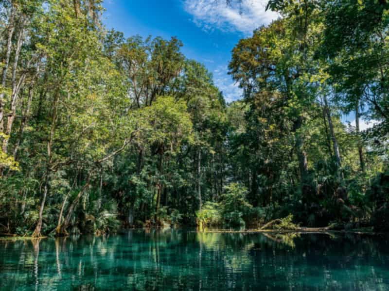 Clear spring-fed river lined with trees